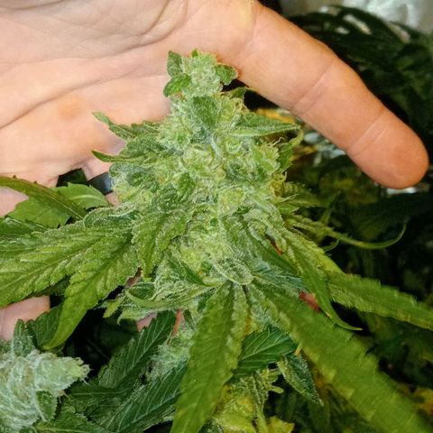 C - 🦍glue #4 growlog timeline photo