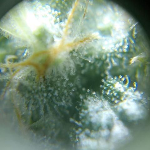 C - 🦍glue #4 growlog timeline photo