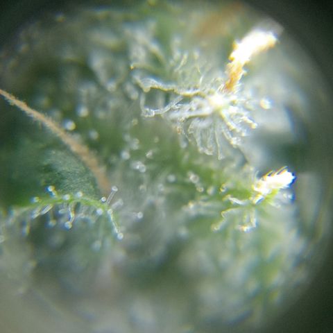 C - 🦍glue #4 growlog timeline photo