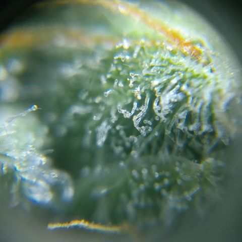 C - 🦍glue #4 growlog timeline photo