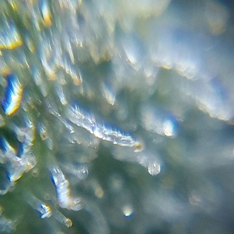 C - 🦍glue #4 growlog timeline photo