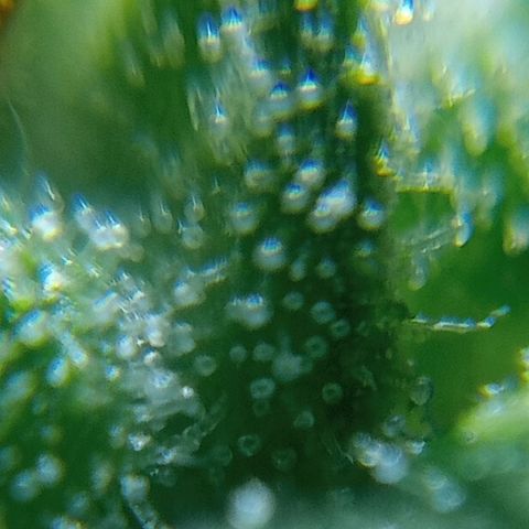 C - 🦍glue #4 growlog timeline photo