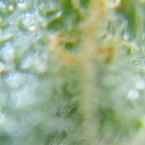 C - 🦍glue #4 growlog timeline photo