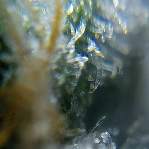 C - 🦍glue #4 growlog timeline photo
