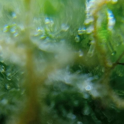 C - 🦍glue #4 growlog timeline photo
