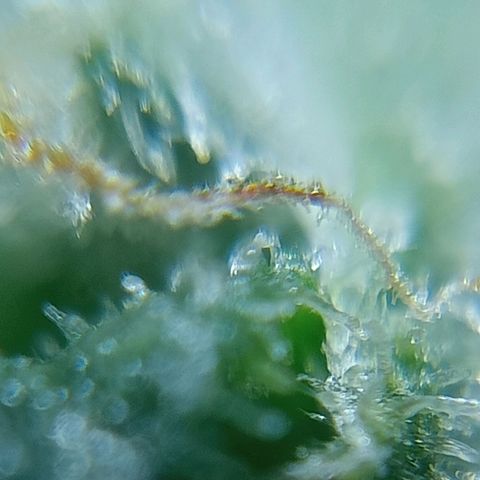 C - 🦍glue #4 growlog timeline photo