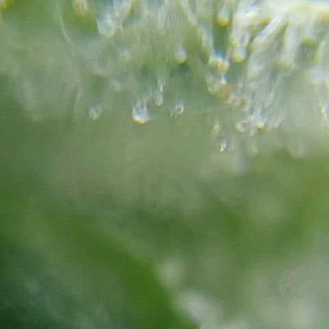 C - 🦍glue #4 growlog timeline photo
