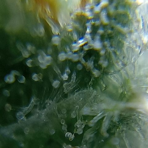 C - 🦍glue #4 growlog timeline photo