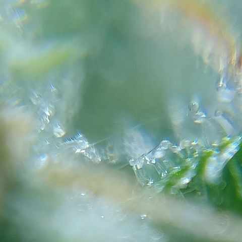 C - 🦍glue #4 growlog timeline photo