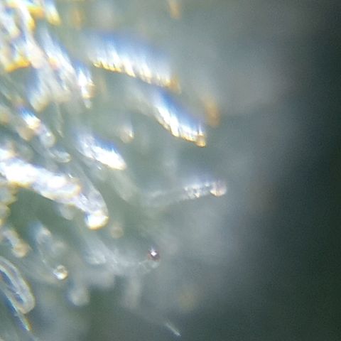 C - 🦍glue #4 growlog timeline photo