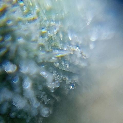 C - 🦍glue #4 growlog timeline photo