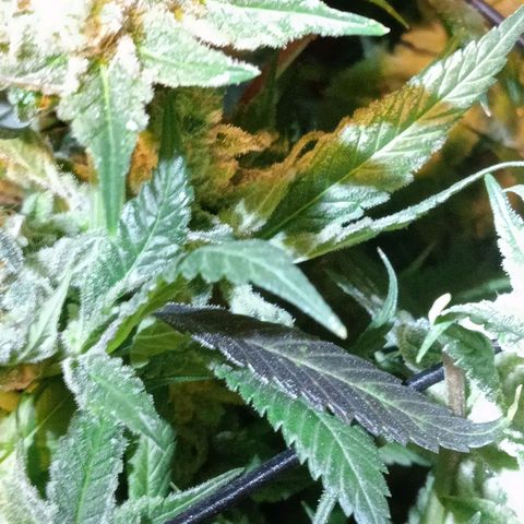 C - 🦍glue #4 growlog timeline photo