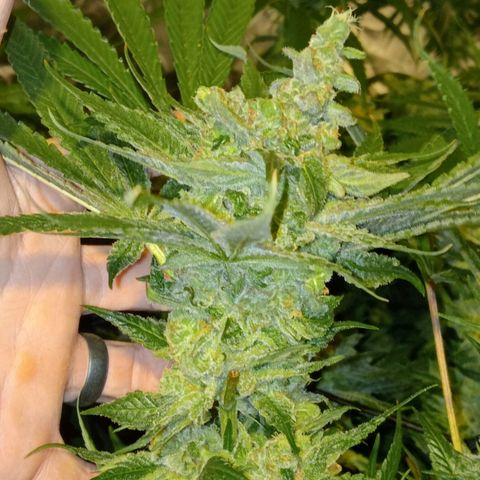 C - 🦍glue #4 growlog timeline photo