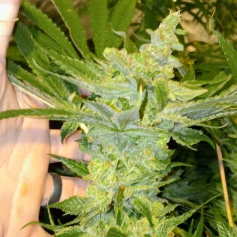 C - 🦍glue #4 growlog timeline photo
