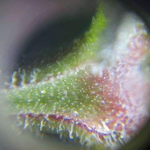 C - 🦍glue #4 growlog timeline photo