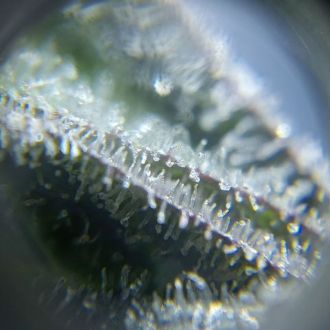 C - 🦍glue #4 growlog timeline photo