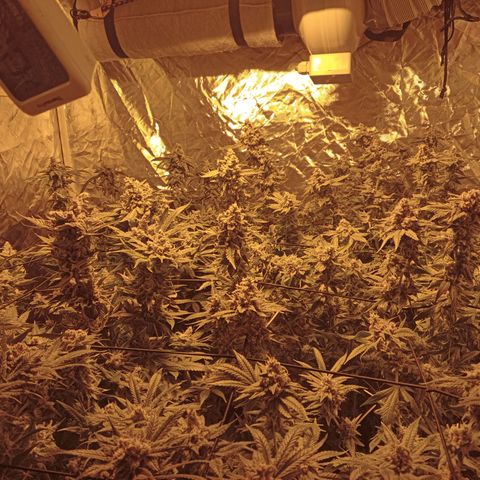 C - 🦍glue #4 growlog timeline photo