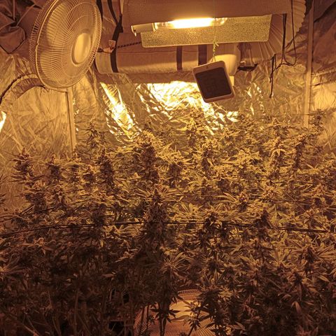 C - 🦍glue #4 growlog timeline photo