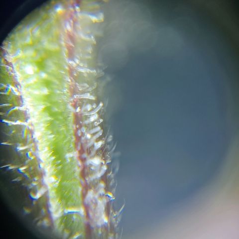C - 🦍glue #4 growlog timeline photo