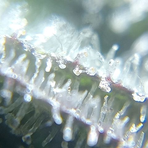 C - 🦍glue #4 growlog timeline photo