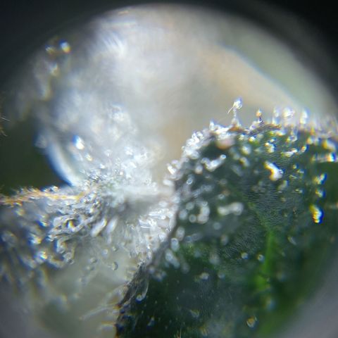 C - 🦍glue #4 growlog timeline photo