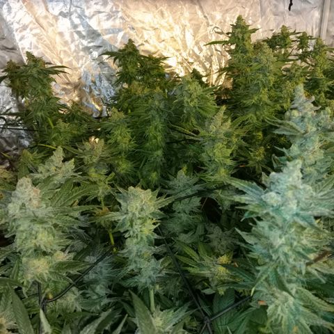 C - 🦍glue #4 growlog timeline photo