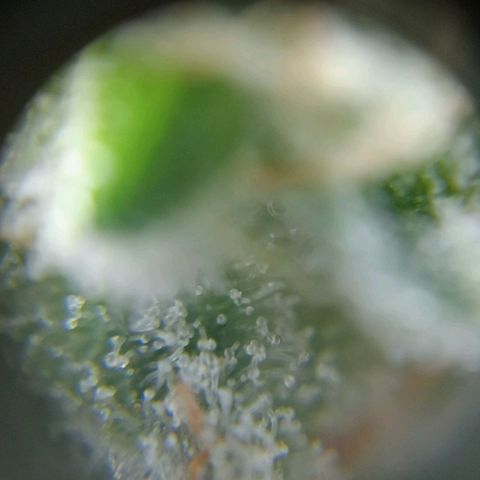 C - 🦍glue #4 growlog timeline photo