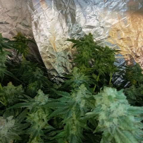C - 🦍glue #4 growlog timeline photo