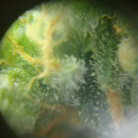 C - 🦍glue #4 growlog timeline photo