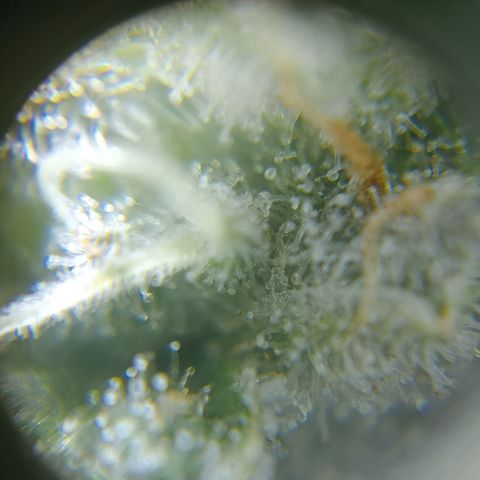 C - 🦍glue #4 growlog timeline photo