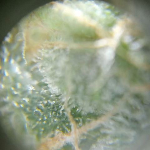 C - 🦍glue #4 growlog timeline photo