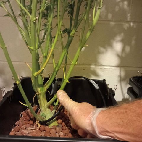 C - 🦍glue #4 growlog timeline photo