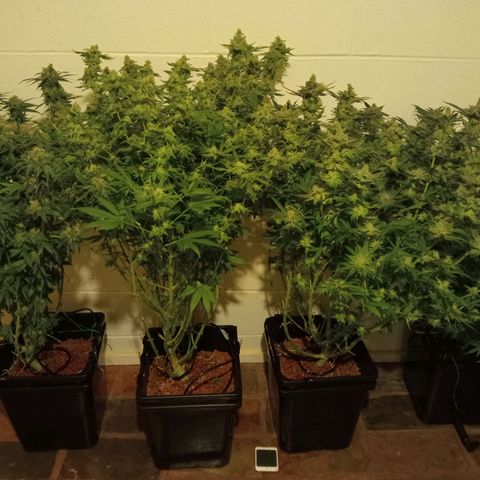 C - 🦍glue #4 growlog timeline photo