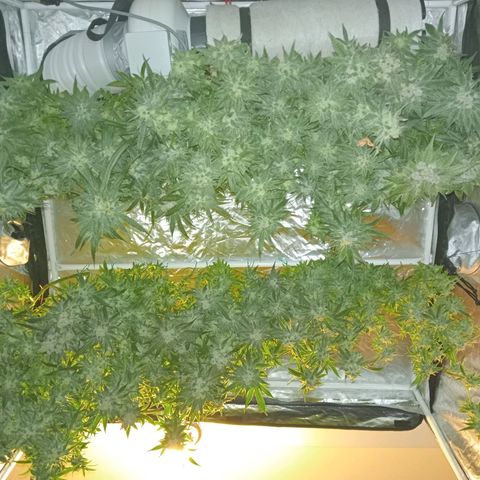 C - 🦍glue #4 growlog timeline photo