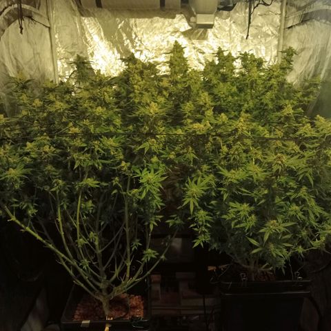 C - 🦍glue #4 growlog timeline photo