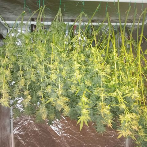 C - 🦍glue #4 growlog timeline photo