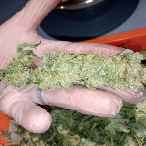 C - 🦍glue #4 growlog timeline photo