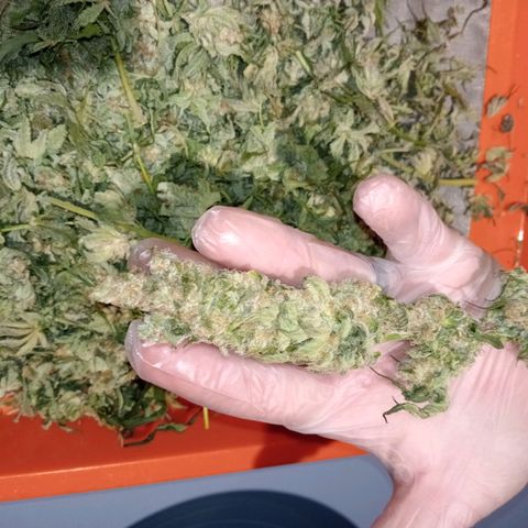C - 🦍glue #4 growlog timeline photo