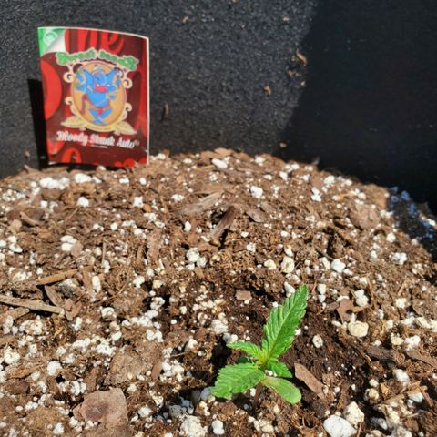 Bloody Skunk growlog timeline photo