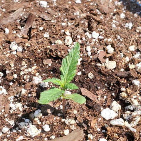 Bloody Skunk growlog timeline photo