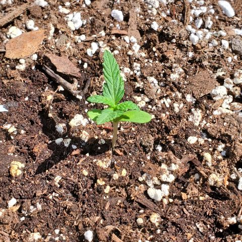 Bloody Skunk growlog timeline photo