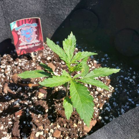 Bloody Skunk growlog photo: Week 2