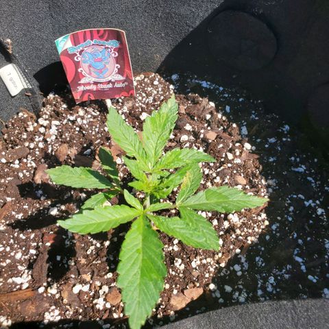 Bloody Skunk growlog photo: Week 2