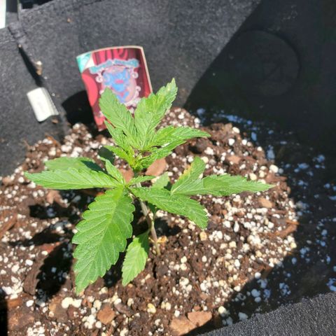 Bloody Skunk growlog photo: Week 2