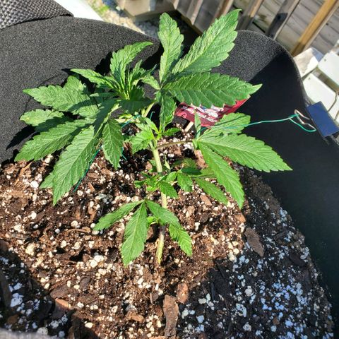 Bloody Skunk growlog photo: Week 3