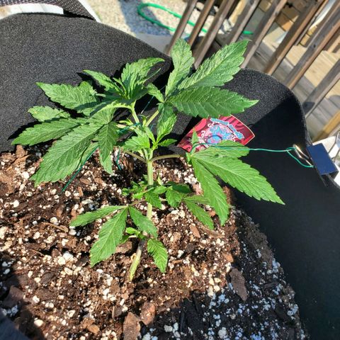 Bloody Skunk growlog photo: Week 3