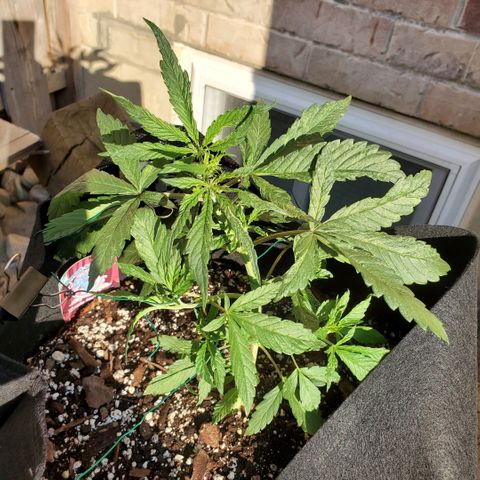 Bloody Skunk growlog photo: Week 5