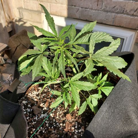Bloody Skunk growlog photo: Week 5