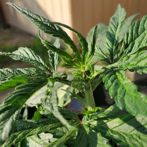 Bloody Skunk growlog photo: First sight of pistols
