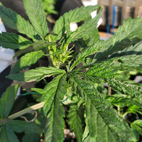 Bloody Skunk growlog photo: First sight of pistols